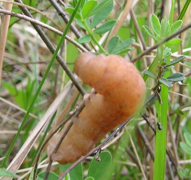 bruco da identificare 1